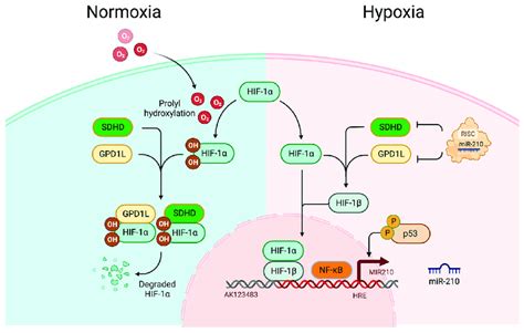 Hypoxia Induced MiR 210 Upregulation Under HIF Dependent Pathways And