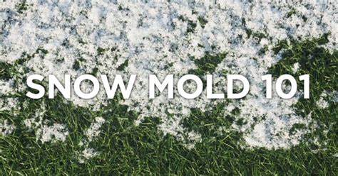 Beware: Snow Mold is Coming | Lawn Pride