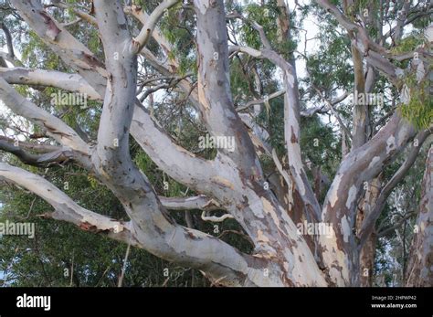 Eucalyptus tree, South Australia, Australia Stock Photo - Alamy