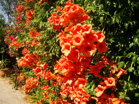 Campsis Radicans Red Trumpet Vine Jurassicplants Nurseries