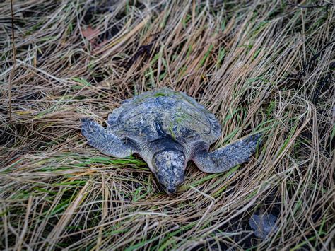 Most Endangered Sea Turtle American Oceans