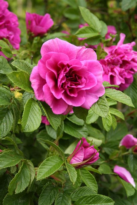 Rose Purple Free Stock Photo A Purple Rose On A Bush 7780