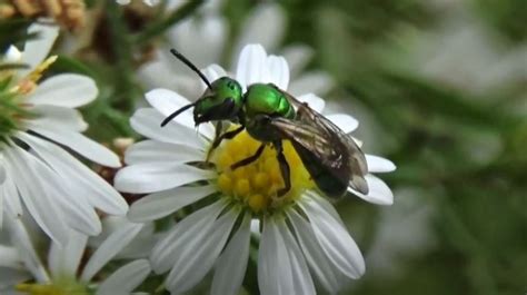 How To Get Rid Of Sweat Bees 2023 Lethal And Non Lethal Methods