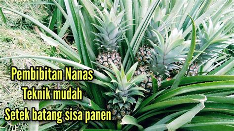 Cara Tanam Nanas Ambil Bibit Dari Batang YouTube