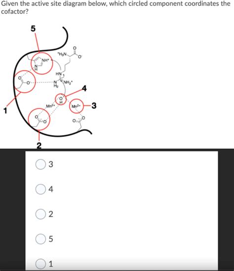 Solved Given the active site diagram below, which circled | Chegg.com