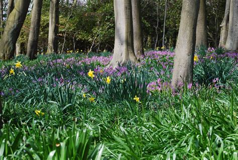 Woodland Garden — Wemyss Castle Gardens