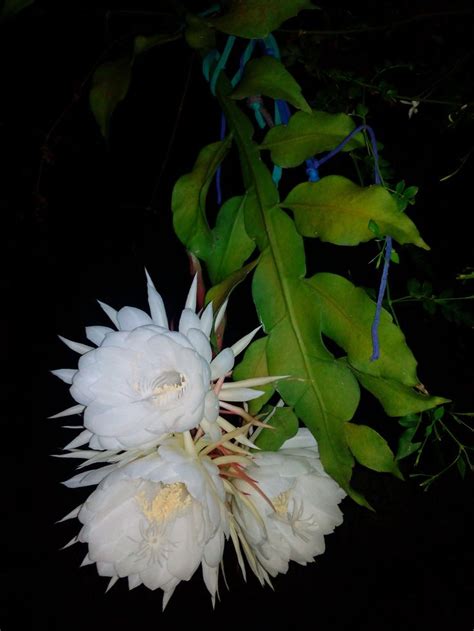 Flor Mais Cara Do Mundo - Dama da Noite ou Flor de Kadupul é a flor mais cara do mundo