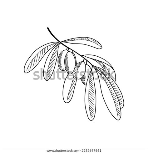 Olive Tree Branch Sketch Style Vector Stock Vector (Royalty Free ...