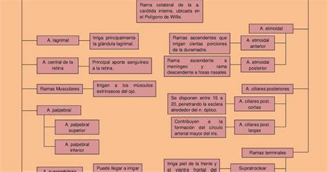 Irrigaci N E Inervaci N Del Globo Ocular Y Anexos