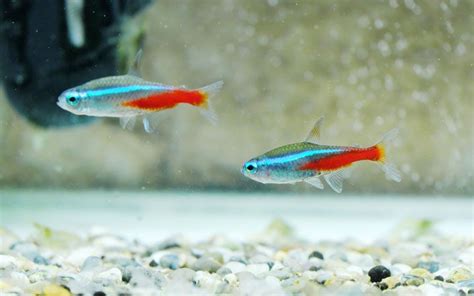 Neon Tetra Habitat Care Feeding Tank Size Breeding