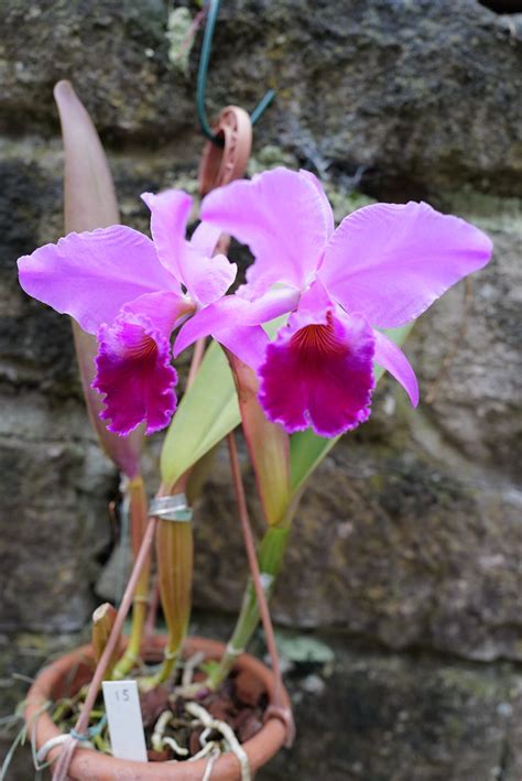 Cattleya Labiata Rubra Nr 15 Schuller X Tipo Sanicula Purpurata Flickr