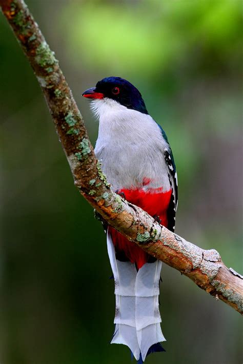 Los SÍmbolos Patrios Cubanos Tocororo Priotelus Temnurus Flickr