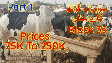 Karachi Sohrab Goth Cow Mandi Prices Update July Part Youtube