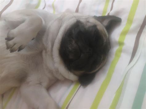 An Always Sleeping pug : r/pug