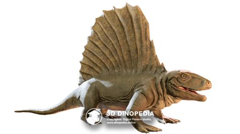 Dimetrodon D Dinopedia