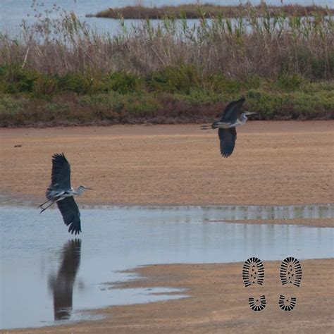 Birdwatching I Trampolieri Della Diaccia Botrona Bird Watching Bald