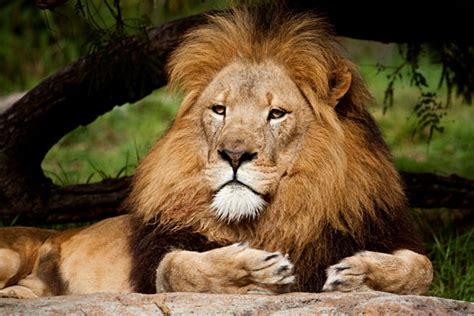 Perth Zoo Lion Martin Pot Photography Blog