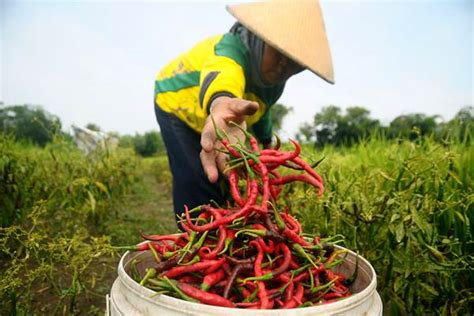 Simak Biaya Produksi Cabai Per Hektar Lihat Harga Terupdate