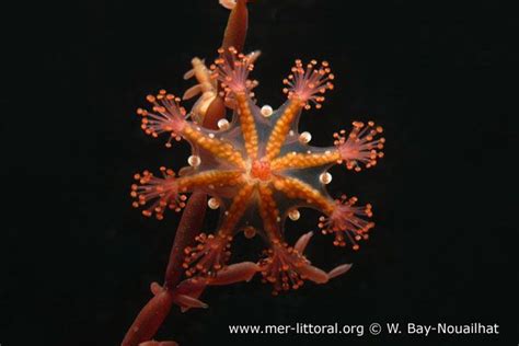 Haliclystus Auricula Stalked Jellyfish Marine Life Sea Creatures