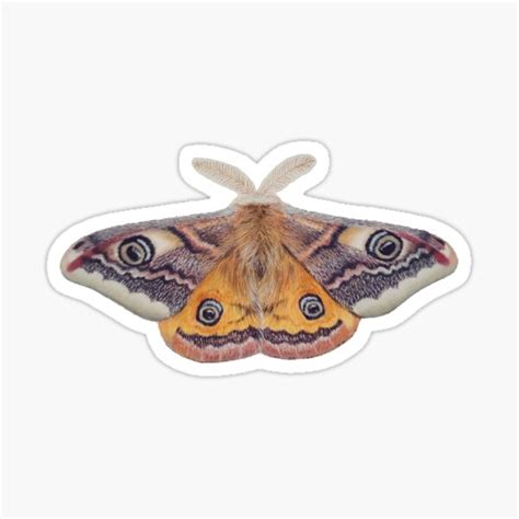 Emperor Moth Sticker For Sale By Penguland Redbubble