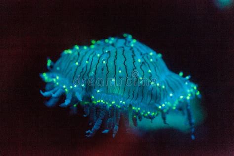 Flower hat jellyfish stock photo. Image of animal, float - 10007404