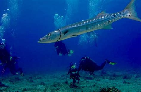 9 Datos Del Pez Barracuda Que Tienes Que Conocer Dressel Divers