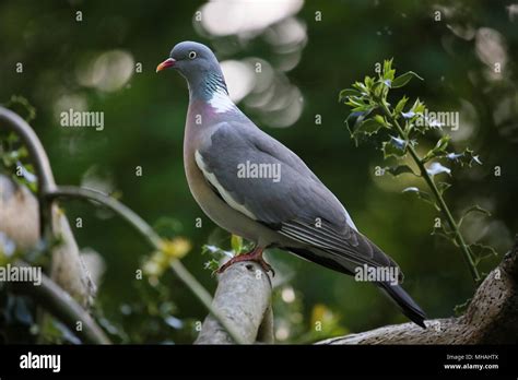 Common Wood Pigeon Stock Photo Alamy