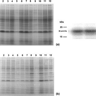 Sds Page And Western Blot Analysis Of The Ctla Igv Recombinant