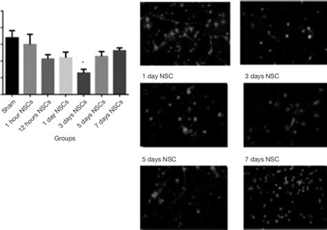 Caspase 3 Activity Assay The Assay Was Performed Using Commercially Download Scientific