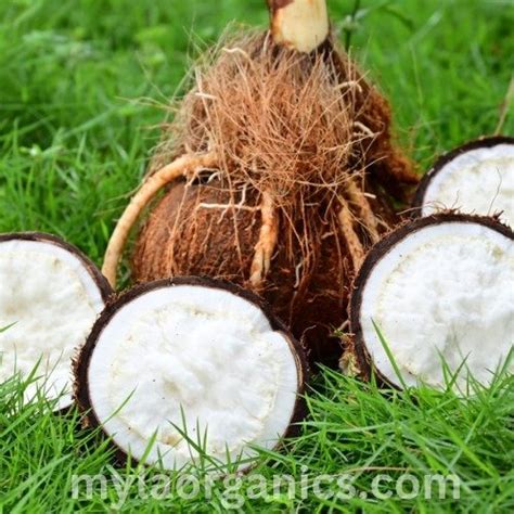 Coconut Flower Coconut Sprout Coconut Embryo Health Benefits