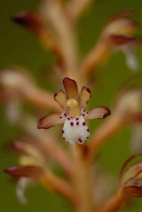 Corallorhiza Maculata Spotted Coralroot Orchid Image Tak Flickr