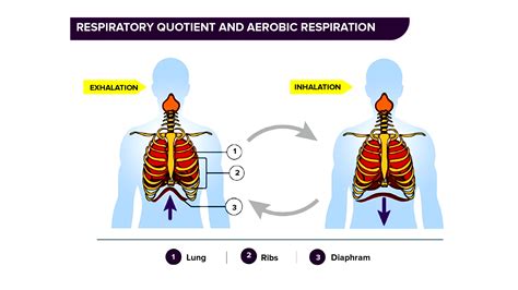 What is the mechanism of breathing in humans?