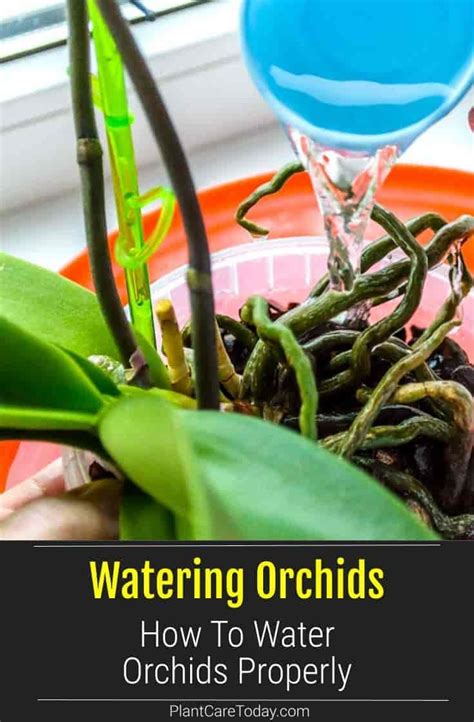 How To Water Your Orchid Correctly | Orchids in water, Orchid plant ...