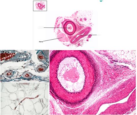 Arteryvein Histology Diagram Quizlet