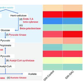 Principal Metabolic Pathways And A Heatmap Displaying The Abundance Of