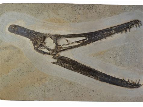 Una donación masiva de fósiles ayuda al Museo Nacional de Brasil a