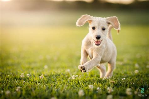 Como Entreter Seu Pet Em Poca De Quarentena Petindica