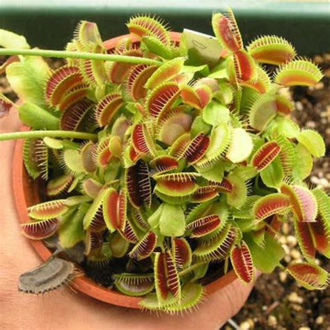 Buy Pcs Potted Insectivorous Seeds Dionaea Giant Clip At