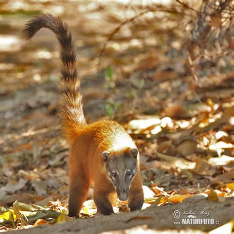 Nasua nasua Pictures, Brown-nosed Coati, South American Coati Images ...