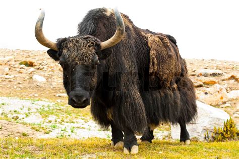 Nahaufnahme Wild Yak Im Himalaya Gebirge Stock Bild Colourbox