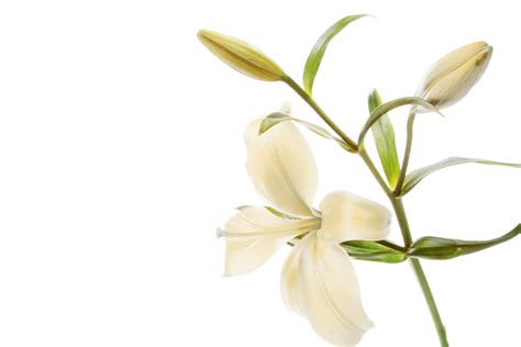 Remembering Carol Ann McCoy | Obituaries | Maryville Memorial Funeral Home