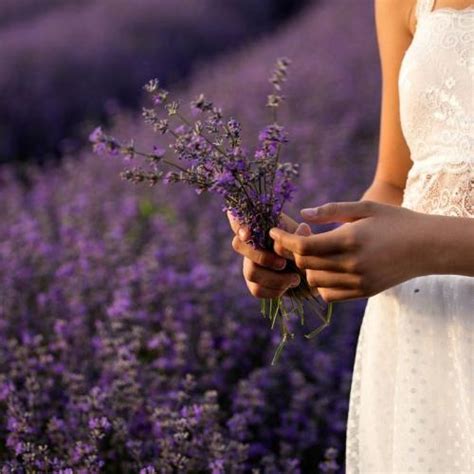 Descubre Los Campos De Lavanda De Brihuega La Provenza Espa Ola