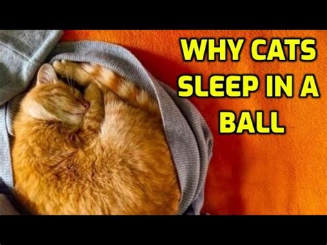 Why Do Cats Sleep Curled Up In A Ball YouTube