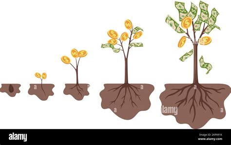 Money Tree Growth From Seed To Big Bush With Golden Coins And Cash