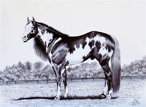 Black and White Overo Paint Horse Drawing by Cheryl Poland