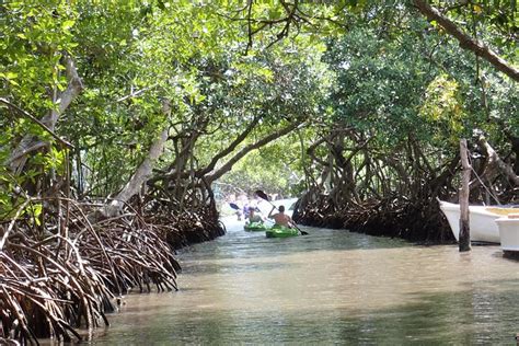 Excurs O Pelo T Nel De Mangue E Mergulho Experi Ncia Oferecida Por