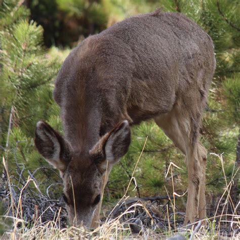 Mule Deer - Colorado : r/deer