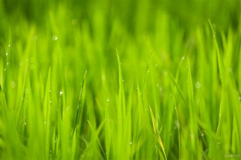 Free Images Nature Field Lawn Meadow Leaf Green Grassland Raindrops Dewdrops Macro