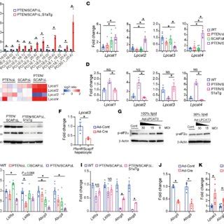 ER stress is involved in liver injury in PTEN SCAP ΔL mice A Pathway