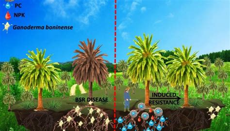 Graphical Abstract The Ecobiomaterial Laboratory